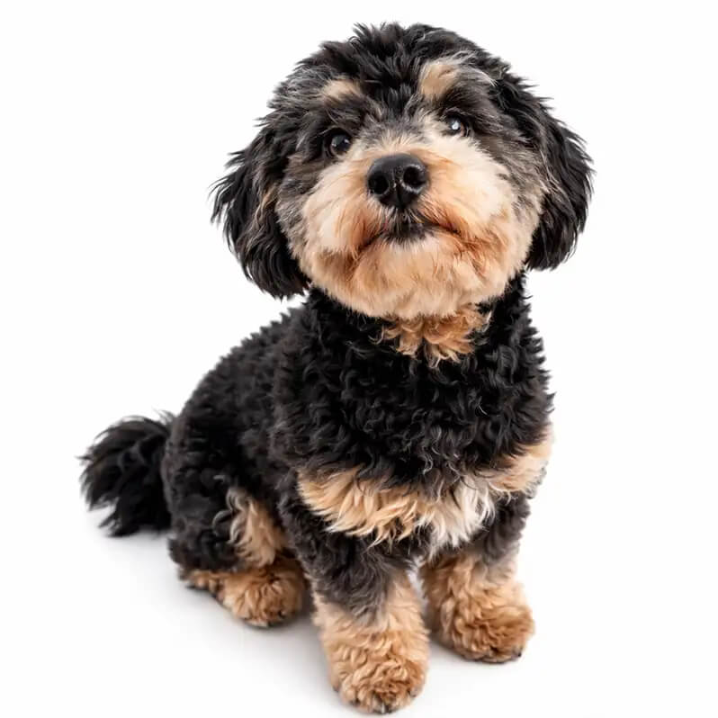 Teddy – Praxisliebling